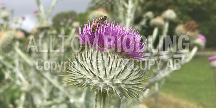 Biväxter - Ulltistel (Onopordum acanthium)