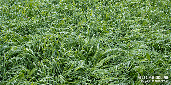Gräs - Ensilage - Vall - Biodling
