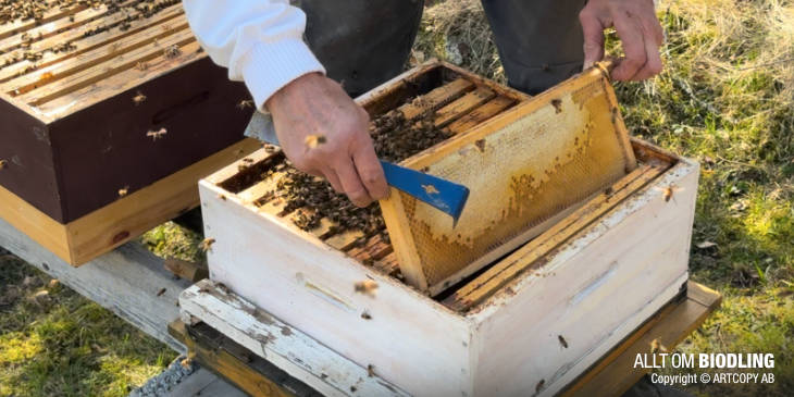 Invintring med honung som vinterfoder | ALLT OM BIODLING