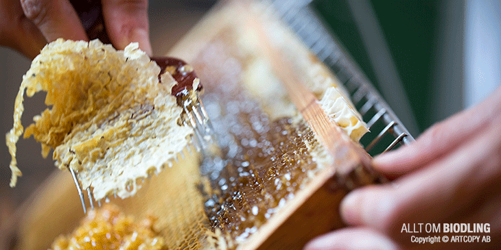 Honungshantering - Biodling - Honung
