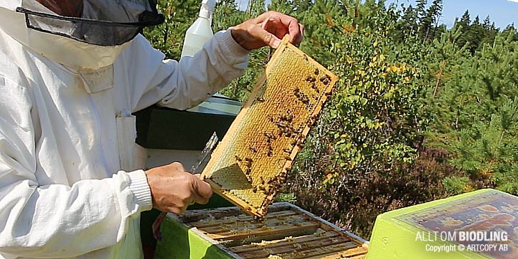 Plockskattning - Skattning - Honungsskörd - Biodling