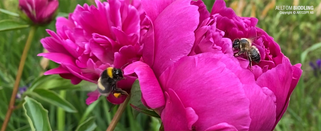 Pillinerare - Pollinatörer - Flitiga och nyttiga vänner i trädgården