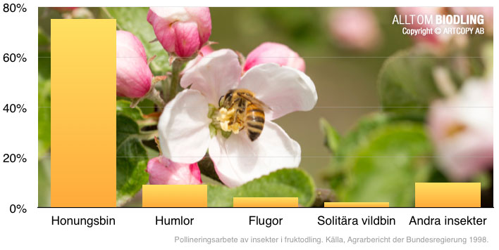 Pollineringsarbete av insekter i fruktodling