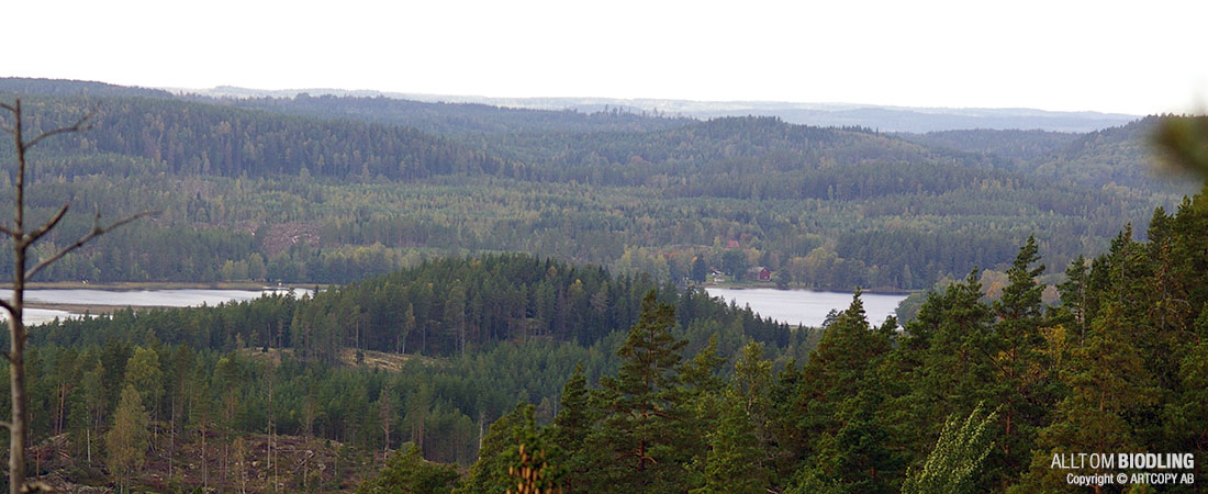 Skogen som honungskälla - Biodling