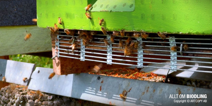 Roma Bukinning porno suratlari