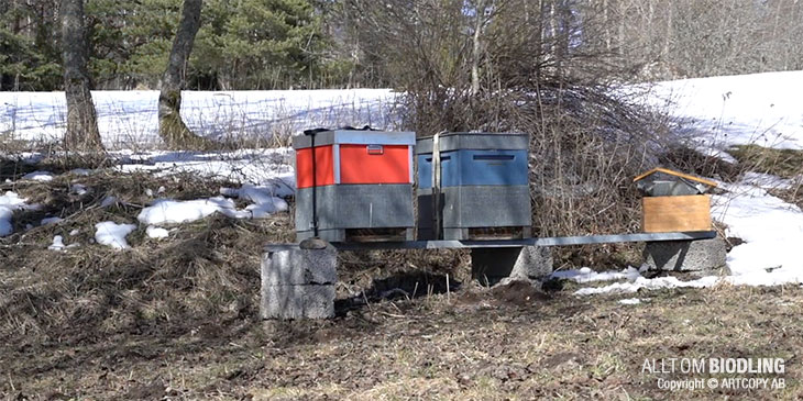 Biodling - Vårundersökning av bisamhällen en sen kall vår.