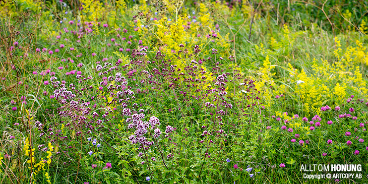 Blomsterhonung - Sorthonung - Honung