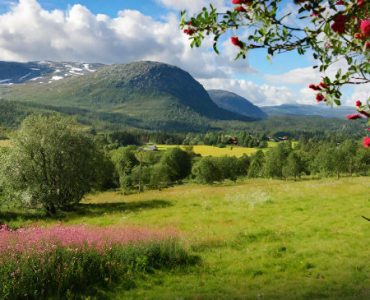 Fjällhonung | ALLT OM HONUNG