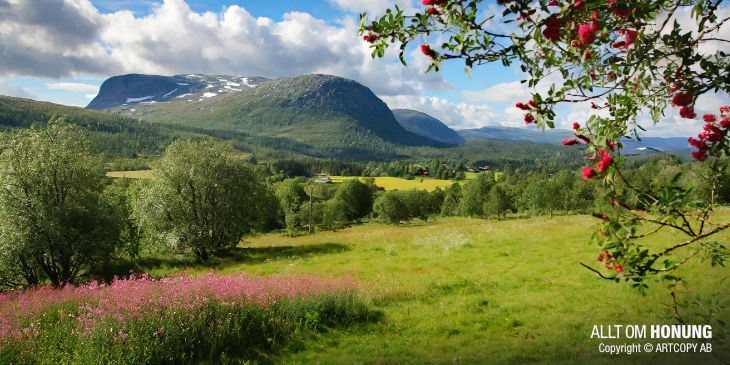 Fjällhonung - ALLT OM BIODLING