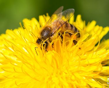 Försommarhonung