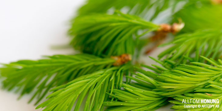 Hostsirap - Granskottssirap - Honung - Hosta
