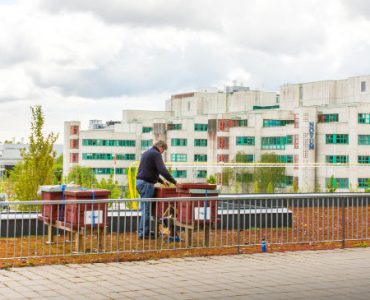 Stadshonung | ALLT OM HONUNG