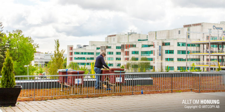 Stadshonung | ALLT OM HONUNG