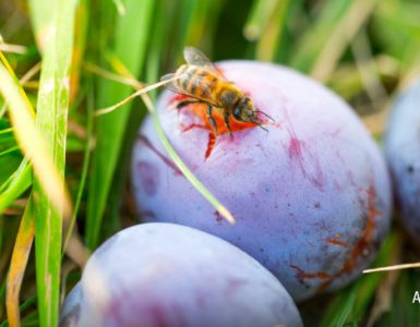 Söta växtsafter | ALLT OM HONUNG