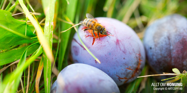 Söta växtsafter | ALLT OM HONUNG