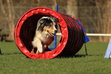agility træning hunde amager
