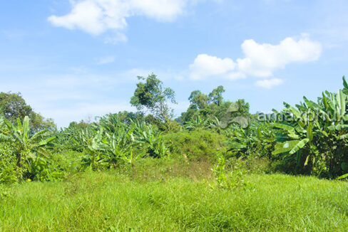 62.5-rai-land-for-sale-in-thalang-phuket-2916-05