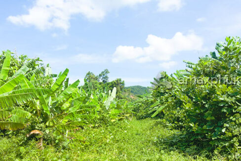 62.5-rai-land-for-sale-in-thalang-phuket-2916-07