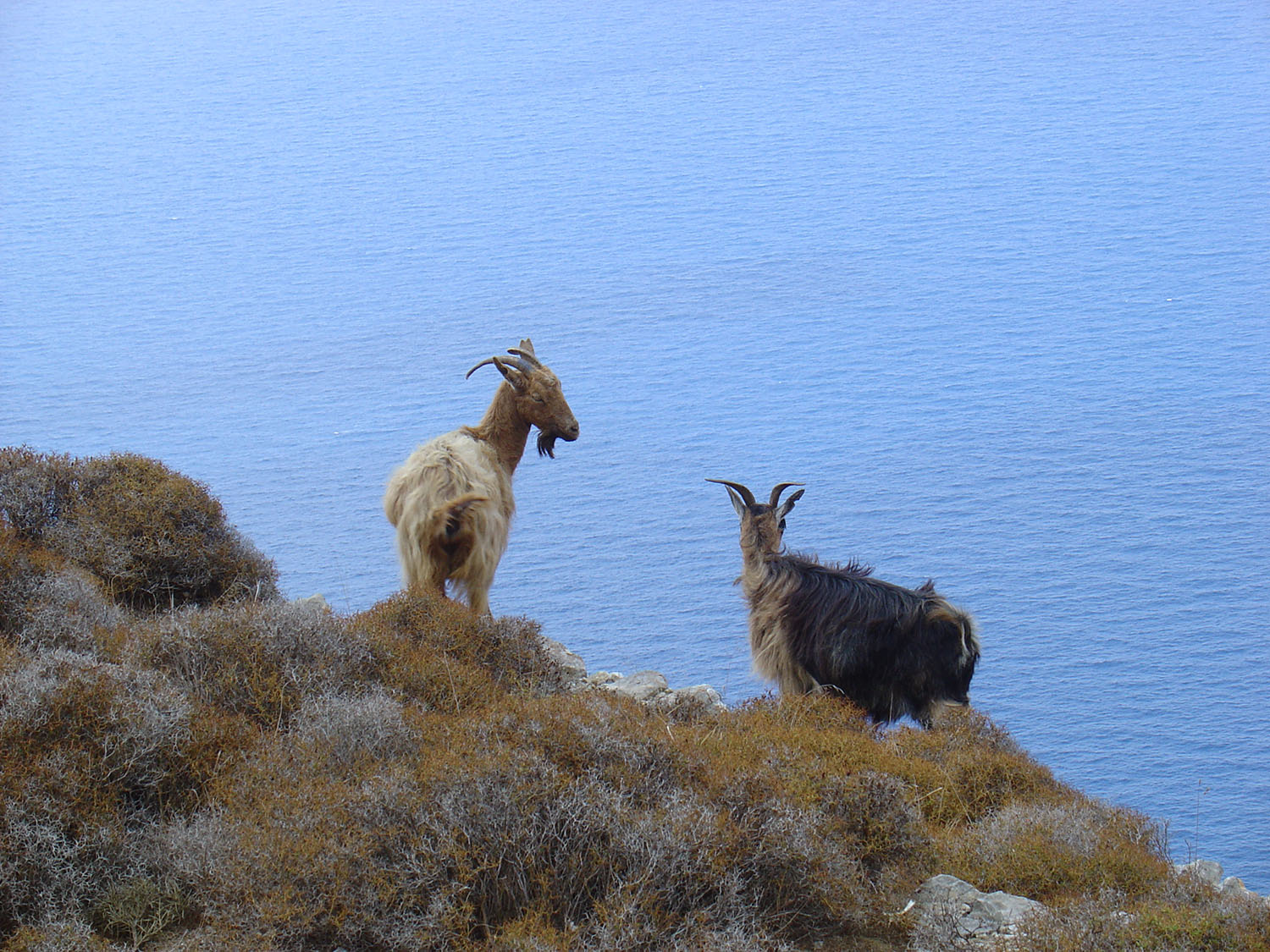 Goats on Amorgos