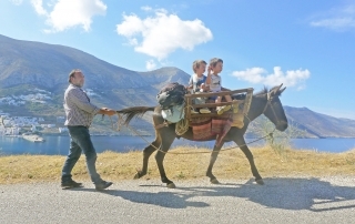 Donkey transport