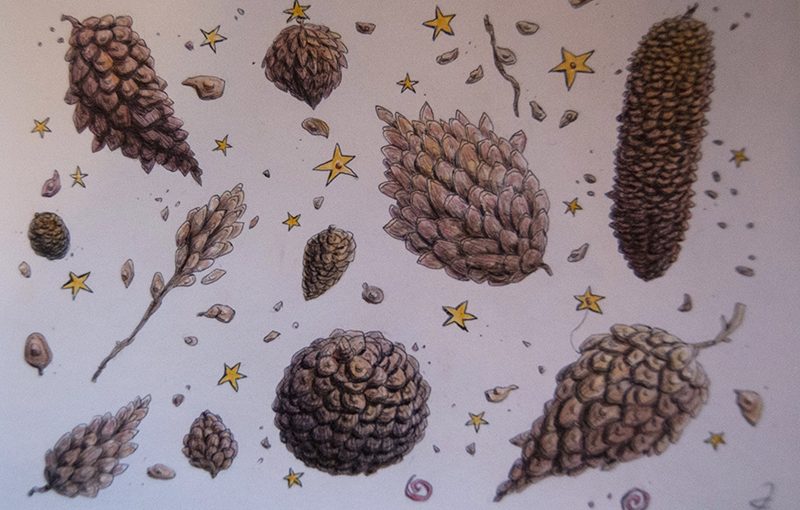 Pine Cones