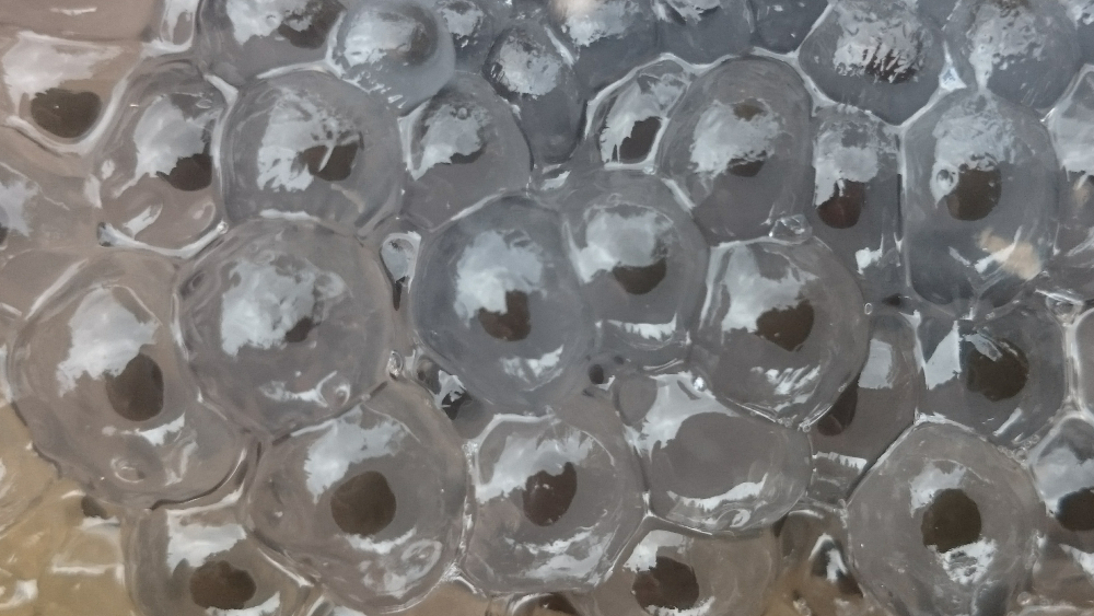 Frogspawn