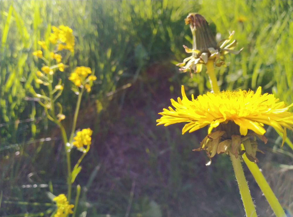 Dandelion