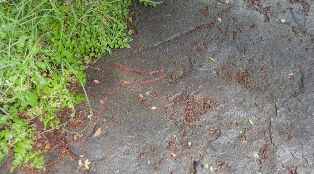 Photograph of petroglyphs at Evenhus.