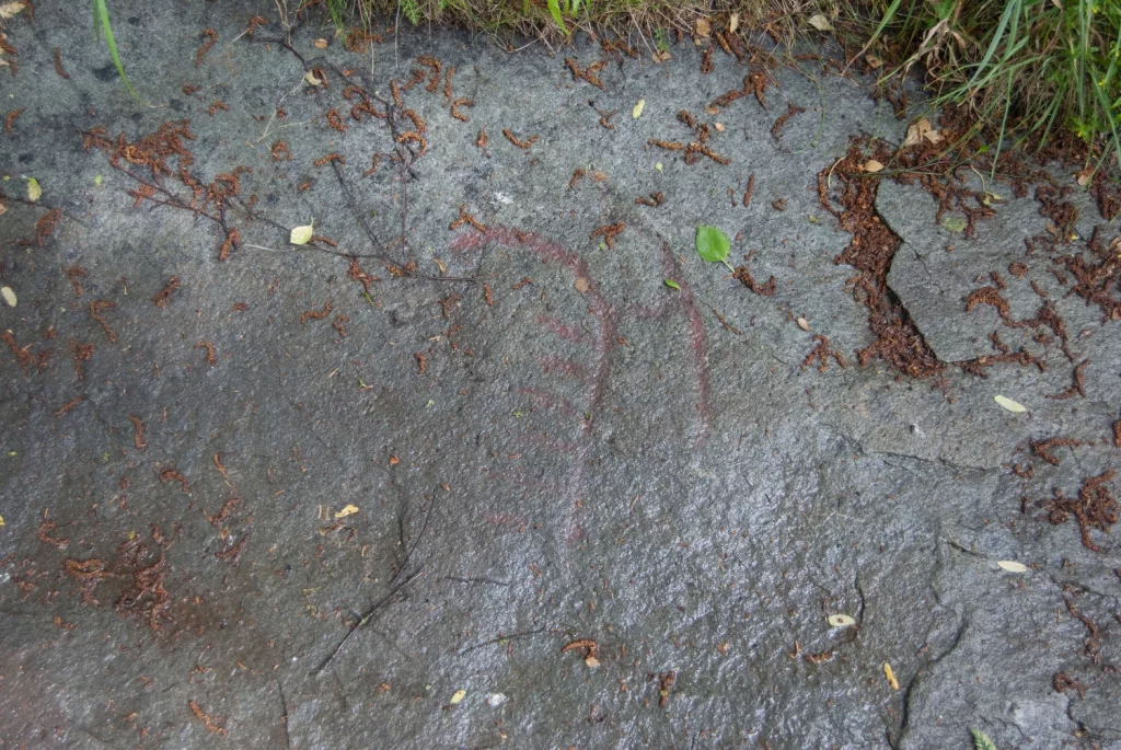 Photograph of petroglyphs at Evenhus.