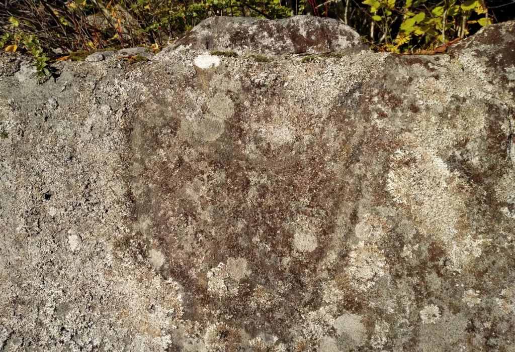 Photograph of the petroglyphs at Reitaneset, Midsund.