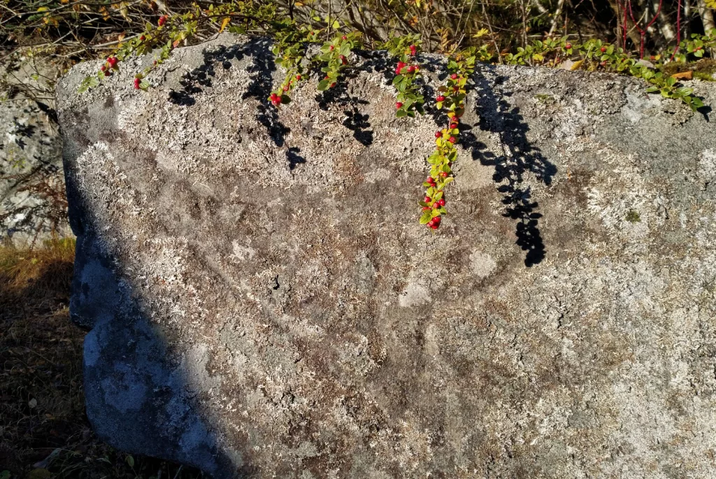 Photograph of the petroglyphs at Reitaneset, Midsund.