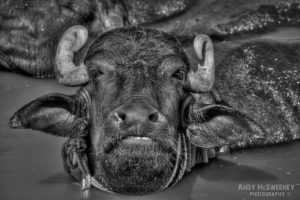Black and white close-up photo of a bathing water buffalo in the holy river Ganges in Varanasi, India
