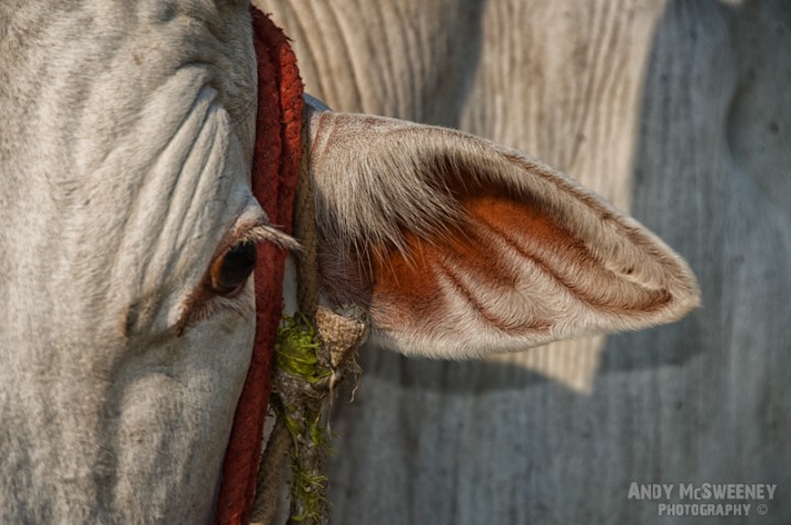 Detail of a white cow's ear, eye and red rope in South-India