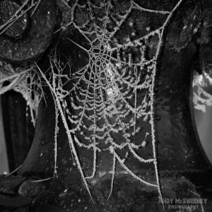 Black and white detail of a cobweb covered in frost during winter in Brugge, Belgium