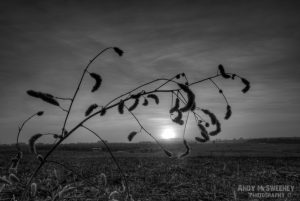 Black and white landscape with branch during the sunset over the field in Bylakuppe, India