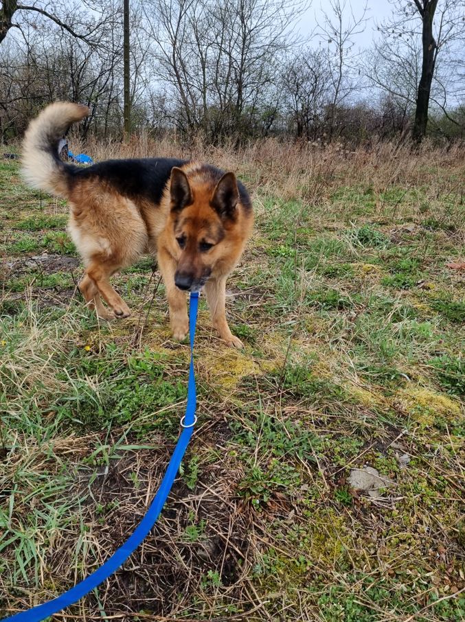 Walking a rescued dog in Poland