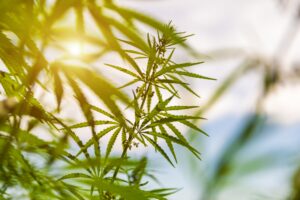 Green bushes of marijuana. Close up view of a marijuana cannabis bud