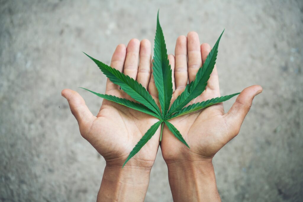 Hand holding marijuana leaf ( Cannabis sativa indica )