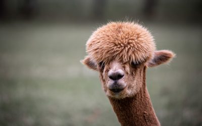 Et besøg på en Alpaca farm og overnatning med Pintrip