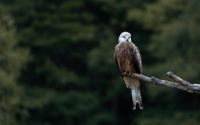 Another dream has come true – I have photographed another amazing bird of prey