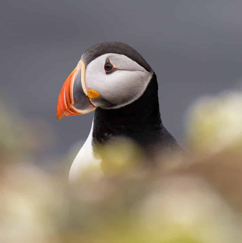 puffin-island-2