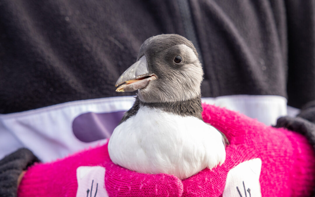 Redning af pufflinger på Vestmannaeyjar