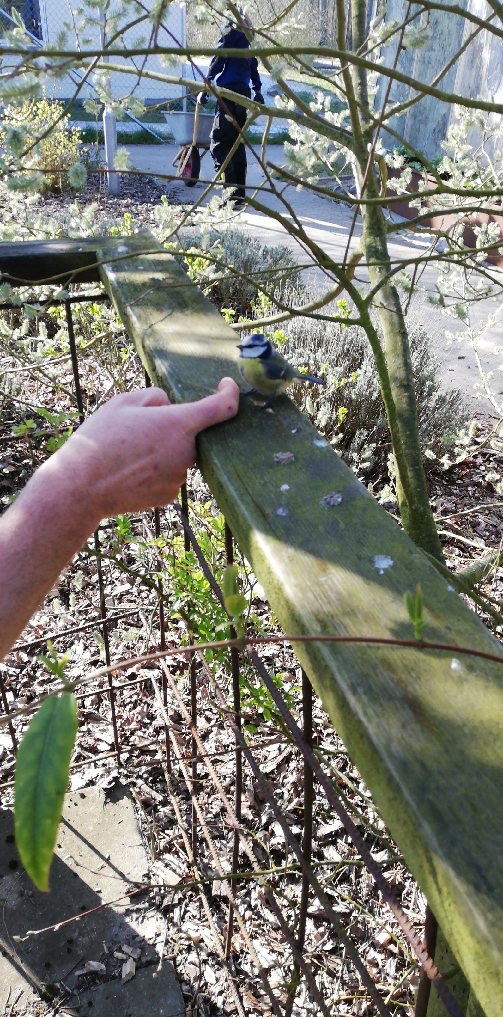 Jeg opdagede under en ayahuasca rejse, at vi alle er ét. Her er en lille  gulmavet fugl, der sidder på et stakit. Den sidder helt tæt op ad min finger.