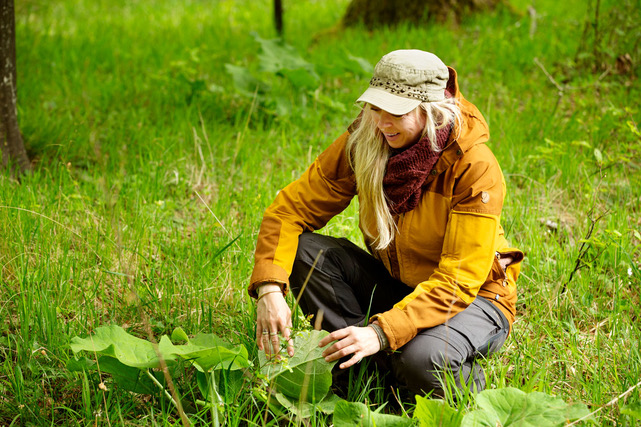 Maria Lisette Jacobsen fra Hyldemors have sidder i naturen og ser på planter og urter.