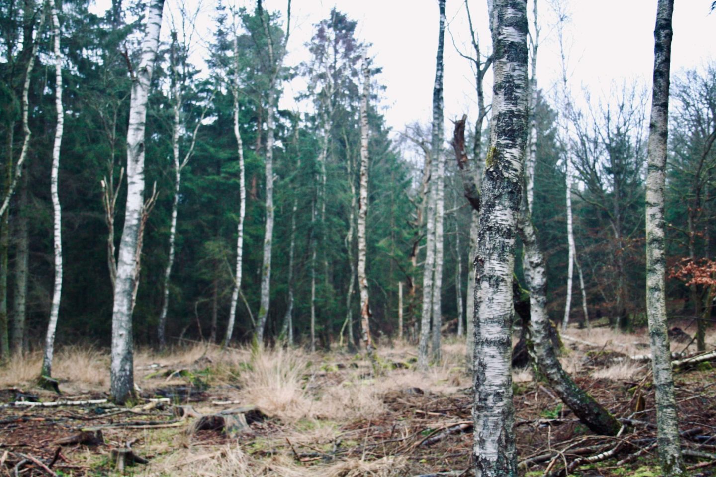 En birkeskov ved Thorsager