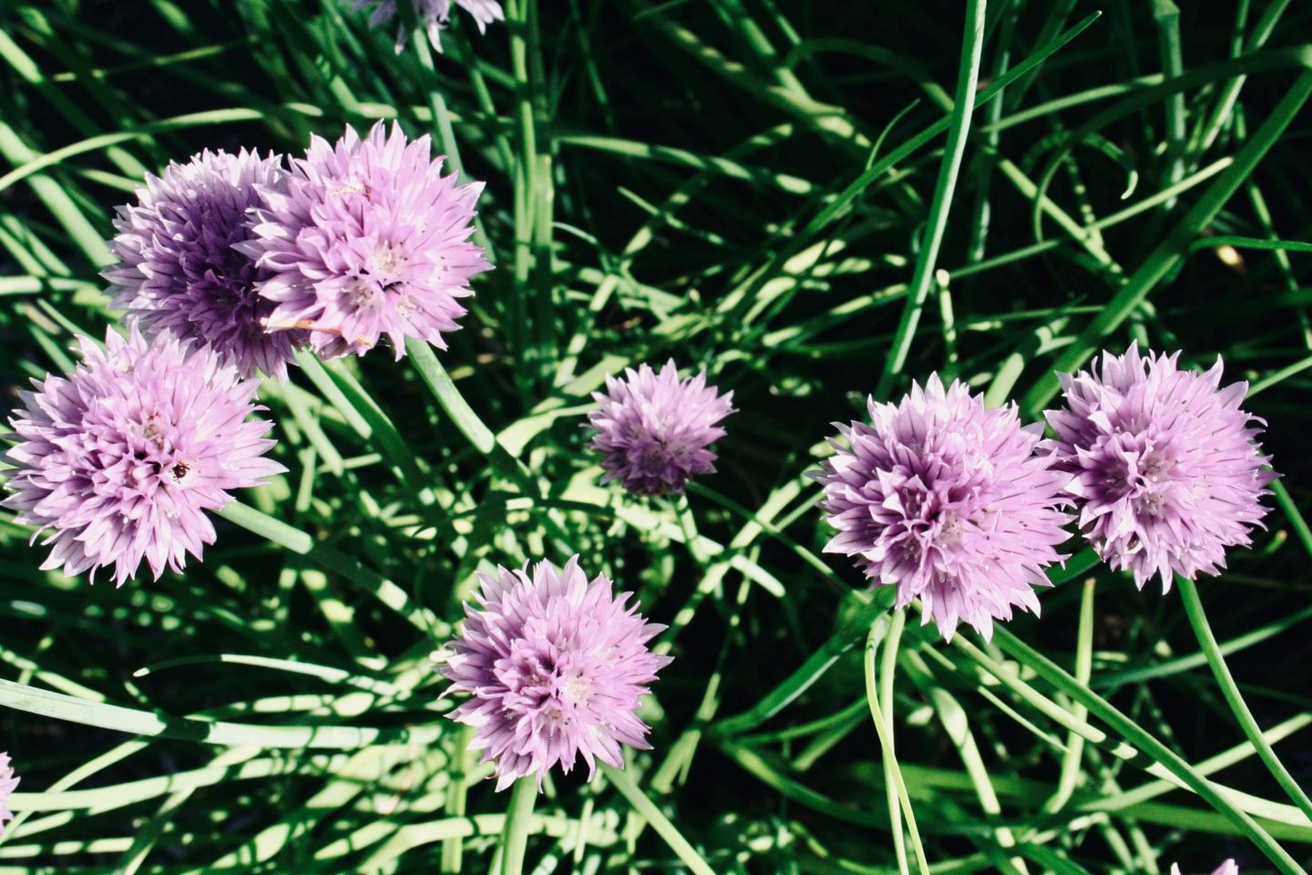 Purløg i blomst i min have. At dyrke min egen mad hjælper mig med at begrænse mit overforbrug.