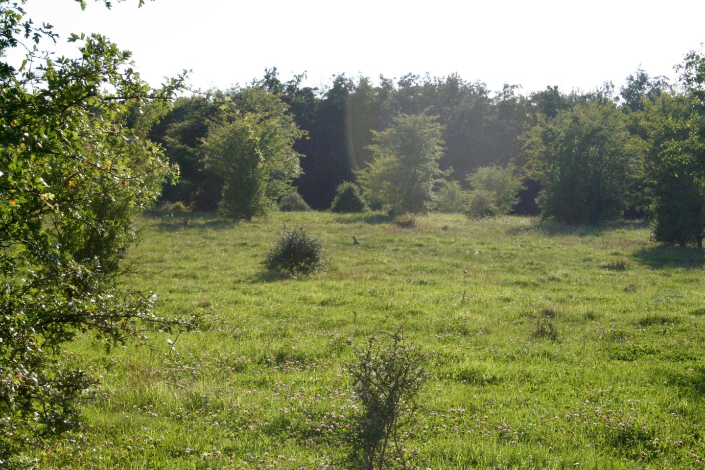 På trommerejse i Mollerup Skov. 