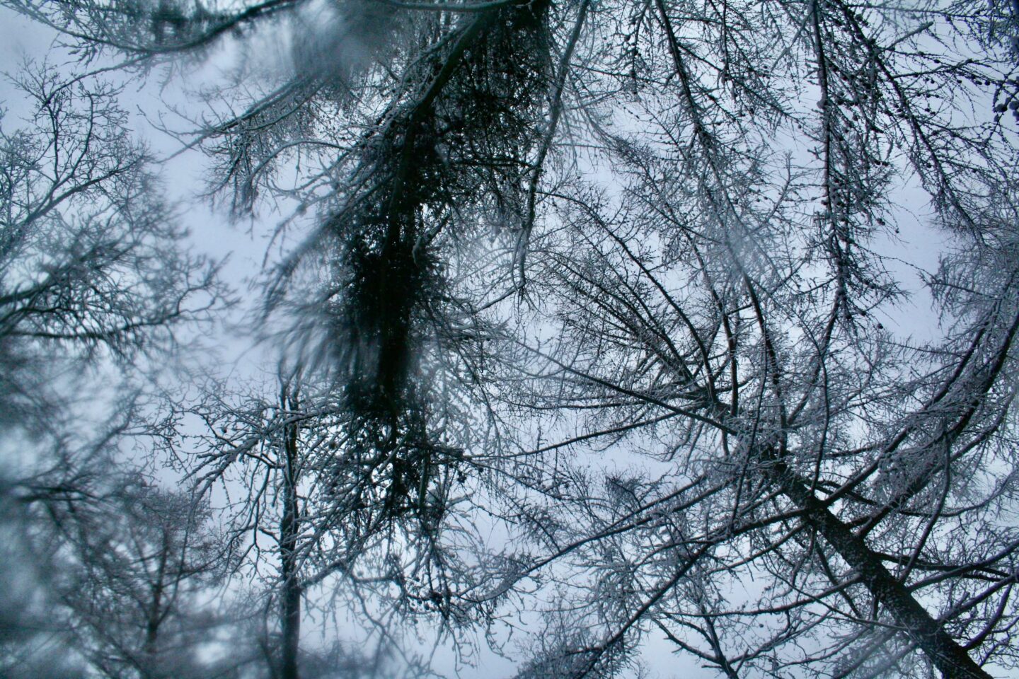 Trætoppe i snevejr i skoven ved Skaføgaard på Syddjurs. Sne er for mange også en god måde at blive vækket på. Til at undersøge hvad formålet med smerte er.