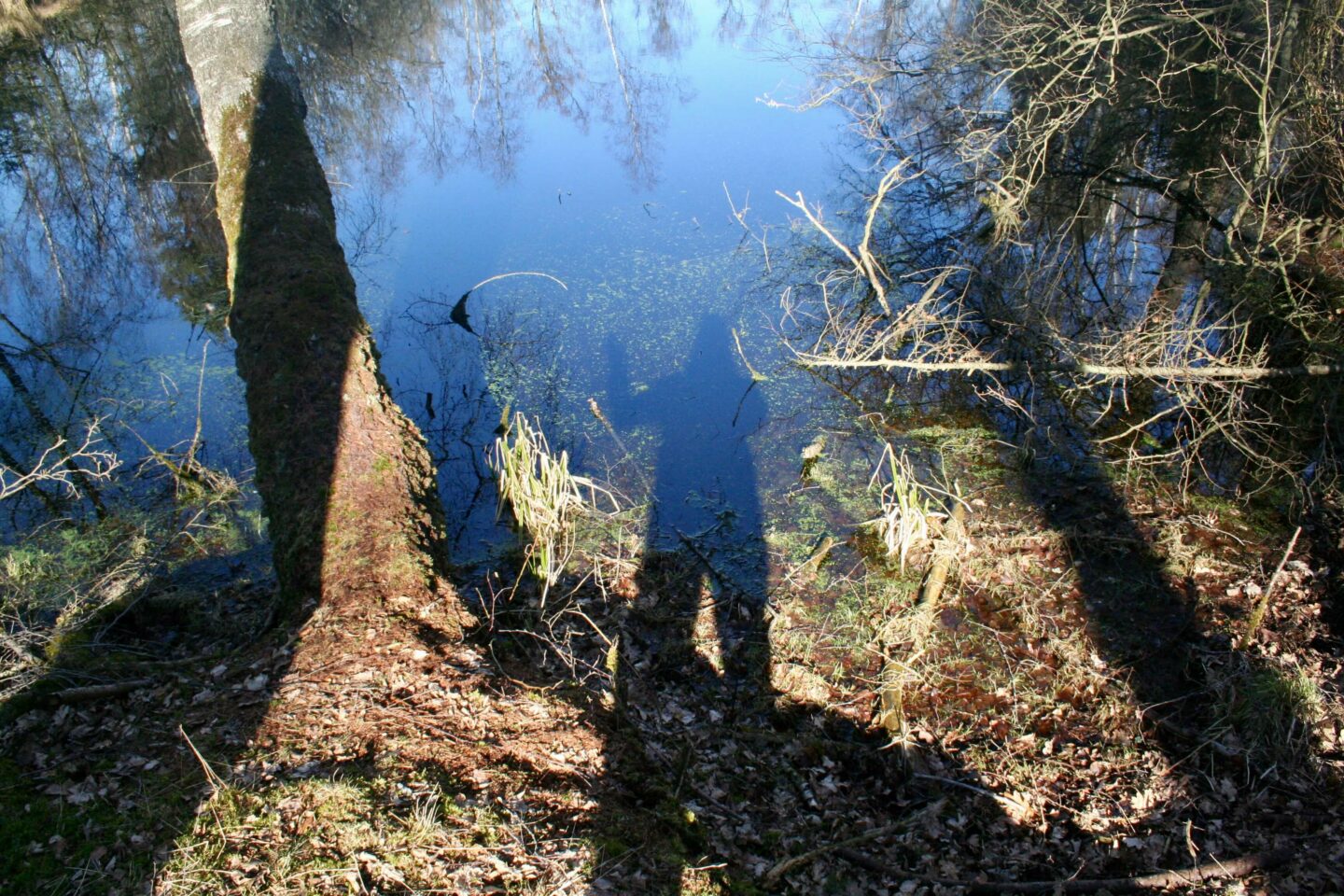 I naturen oplever jeg hele tiden en omprogrammering af min software. Her ved en sø i skoven ved Skaføgaard.