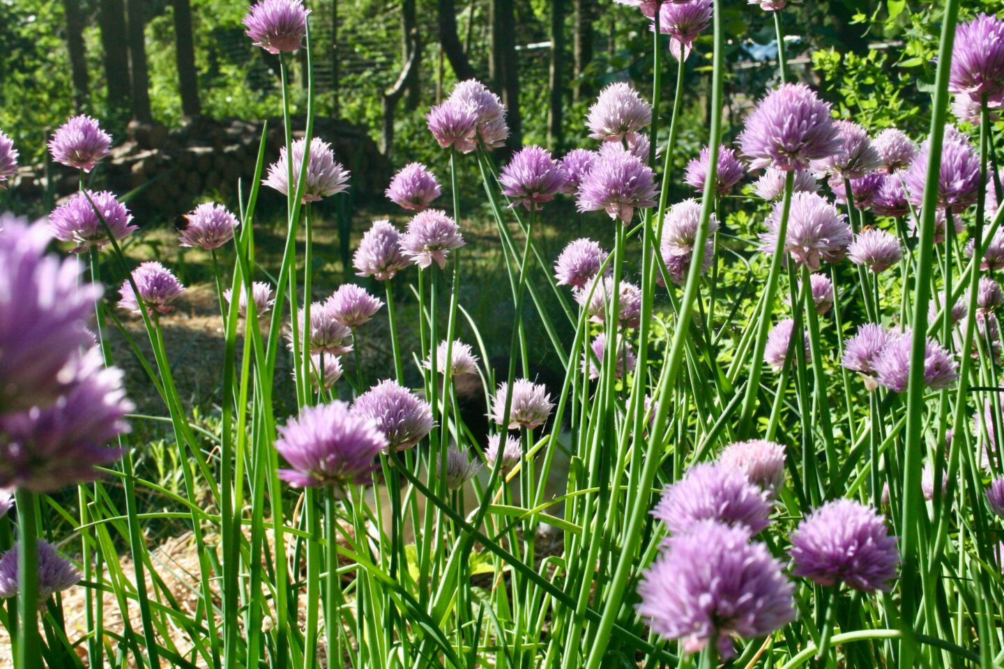 Intentionshealing 1:1 og purløgsblomster i min permakulturhave